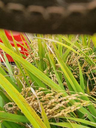 우희태님의 벼 · 자유게시판 작성글 사진