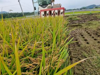 우희태님의 벼 · 자유게시판 작성글 사진
