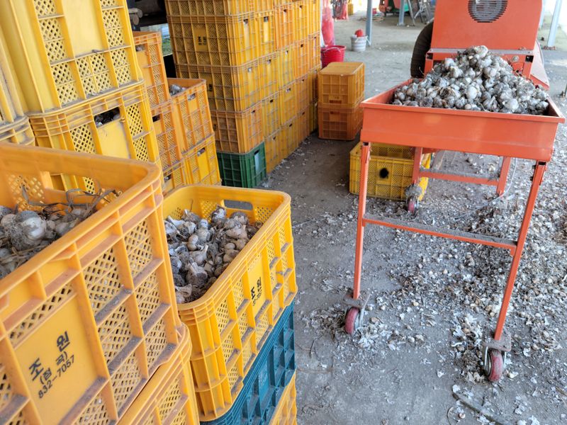 장터 상품 [홍산마늘 종자용10Kg] 썸네일