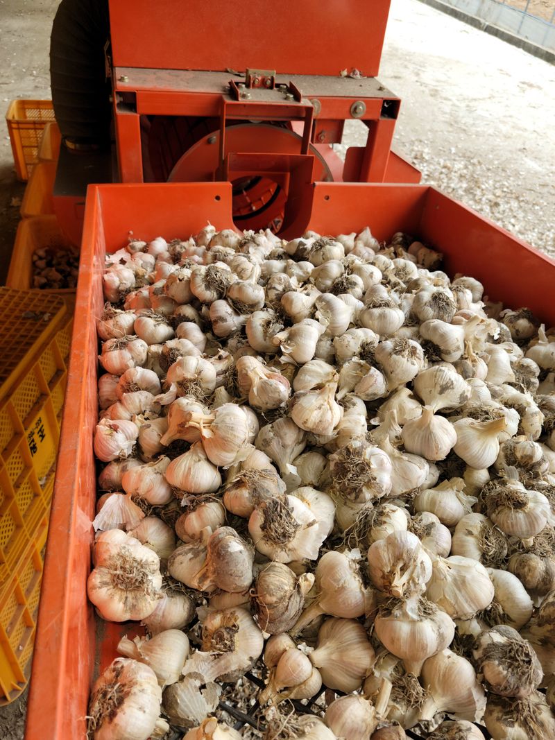 황금사과  이재철님의 장터 판매 상품 [홍산마늘 종자용10Kg] 첨부 사진