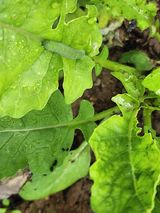 팜모닝 자유주제·자유게시판 게시글 이미지