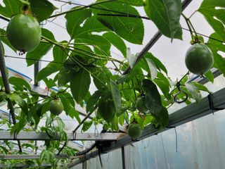 삼달감귤님의 윷놀이 끝! 어떠셨나요? · 참여글 작성글 사진