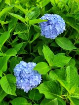 팜모닝 윷놀이 끝! 어떠셨나요?·참여글 게시글 이미지