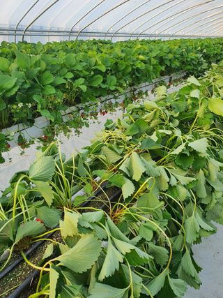 원심님의 딸기 · 병해충상담 작성글 사진