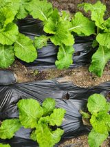 팜모닝 배추·병해충상담 게시글 이미지