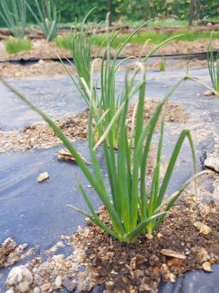 담디농원님의 기타작물 · 병해충상담 작성글 사진