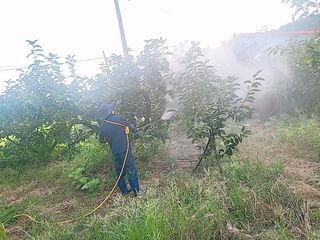 문성농장15146님의 감 · 영농일지 작성글 사진