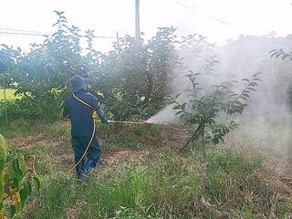 문성농장15146님의 감 · 영농일지 작성글 사진