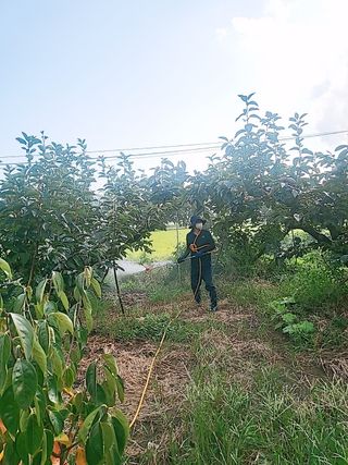 문성농장15146님의 감 · 영농일지 작성글 사진