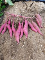 팜모닝 고구마·자유게시판 게시글 이미지