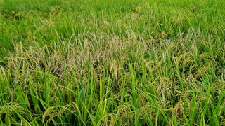 이교일지사랑이랍니다님의 벼 · 병해충상담 작성글 사진