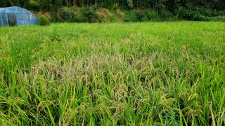 이교일지사랑이랍니다님의 벼 · 병해충상담 작성글 사진