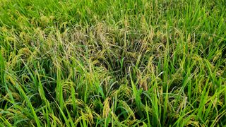 이교일지사랑이랍니다님의 벼 · 병해충상담 작성글 사진