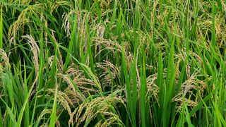 이교일지사랑이랍니다님의 벼 · 병해충상담 작성글 사진