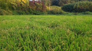 이교일지사랑이랍니다님의 벼 · 병해충상담 작성글 사진