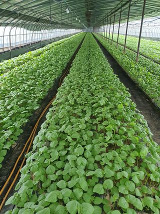 박정임(깻잎)님의 감 · 자유게시판 작성글 사진