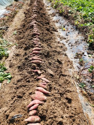 조용오님의 고구마 · 자유게시판 작성글 사진