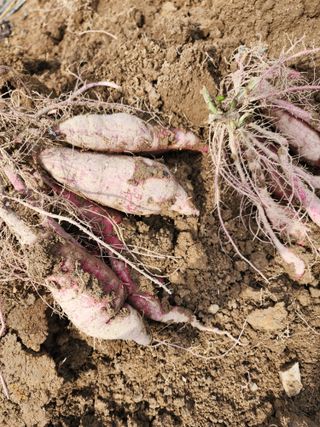 조용오님의 고구마 · 자유게시판 작성글 사진