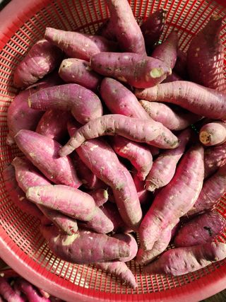 조용오님의 고구마 · 자유게시판 작성글 사진