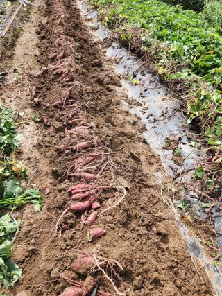 조용오님의 고구마 · 자유게시판 작성글 사진