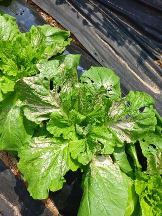 소병찬님의 배추 · 비료•농약 작성글 사진