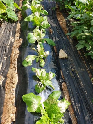 소병찬님의 배추 · 비료•농약 작성글 사진