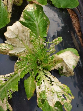 소병찬님의 배추 · 비료•농약 작성글 사진