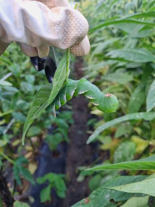 영애님의 참깨 · 병해충상담 작성글 사진