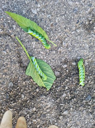 영애님의 참깨 · 병해충상담 작성글 사진