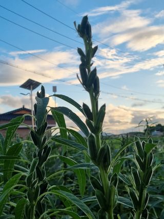 영애님의 참깨 · 병해충상담 작성글 사진
