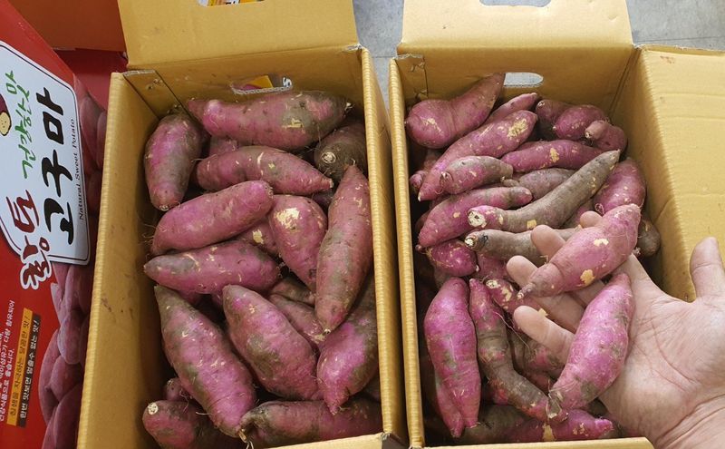 장금이1님의 장터 판매 상품 [꿀밤고구마 비품18.000] 첨부 사진