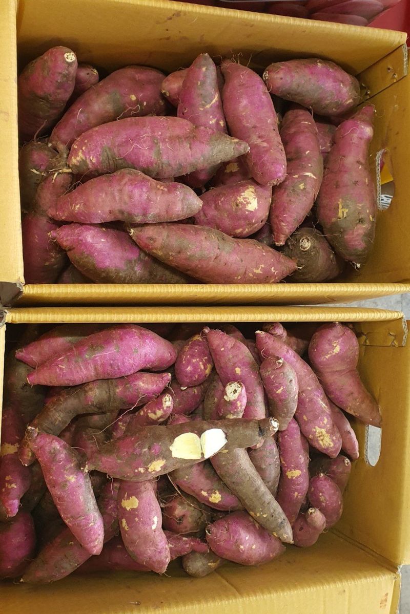 장금이1님의 장터 판매 상품 [꿀밤고구마 비품18.000] 첨부 사진