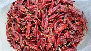 장수농장님의 자유주제 · 자유게시판 작성글 사진