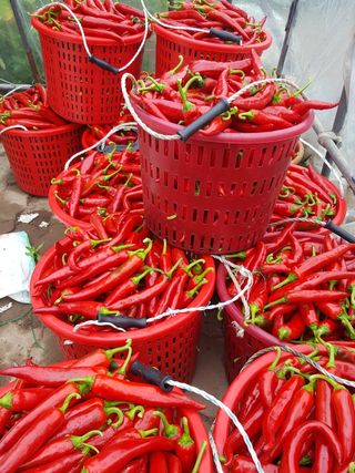 장수농장님의 자유주제 · 자유게시판 작성글 사진