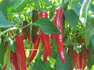 장수농장님의 자유주제 · 자유게시판 작성글 사진