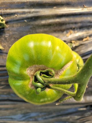 박다영님의 토마토 · 병해충상담 작성글 사진