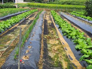 장재갑님의 배추 · 영농일지 작성글 사진