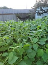 팜모닝 들깨·자유게시판 게시글 이미지