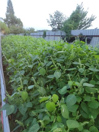 이원우님의 들깨 · 자유게시판 작성글 사진