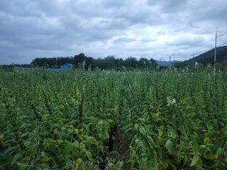 출석!님의 양파 · 자유게시판 작성글 사진