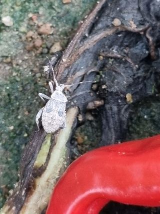 영애님의 두릅 · 일상 작성글 사진