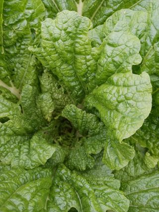 새싹사랑님의 배추 · 병해충상담 작성글 사진