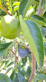 팜모닝 자유주제·자유게시판 게시글 이미지