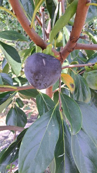 주윤발이님의 자유주제 · 자유게시판 작성글 사진