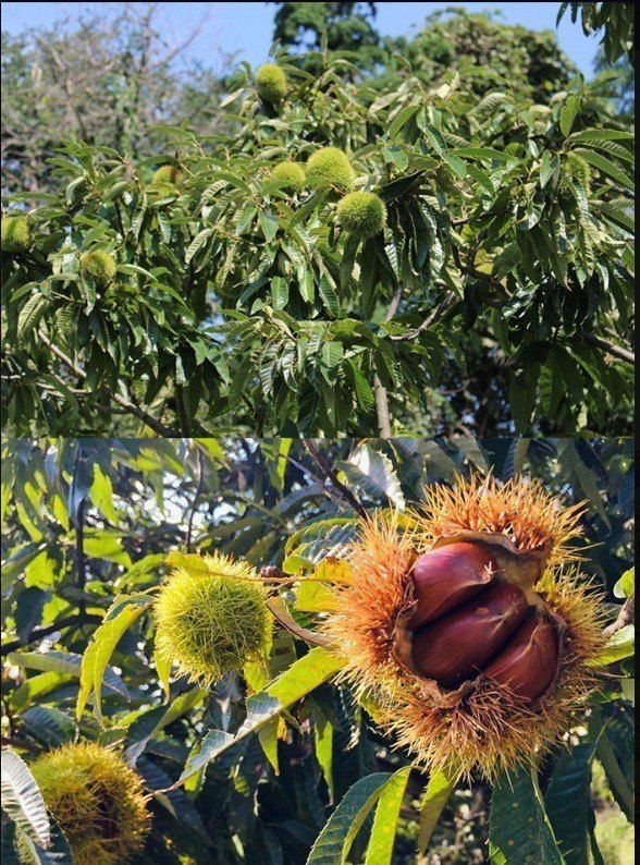 알 수 없음님의 장터 판매 상품 [23년산    햇  밤   500gㅡ3키로  ] 첨부 사진