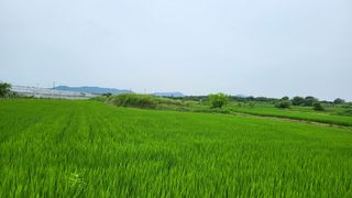 김동원님의 토마토 · 일상 작성글 사진