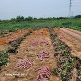 팜모닝 고구마·자유게시판 게시글 이미지