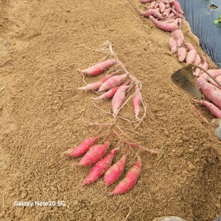 송명식님의 고구마 · 자유게시판 작성글 사진