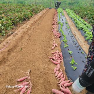 송명식님의 고구마 · 자유게시판 작성글 사진