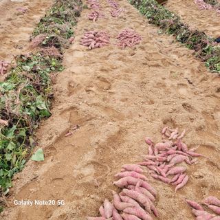 송명식님의 고구마 · 자유게시판 작성글 사진